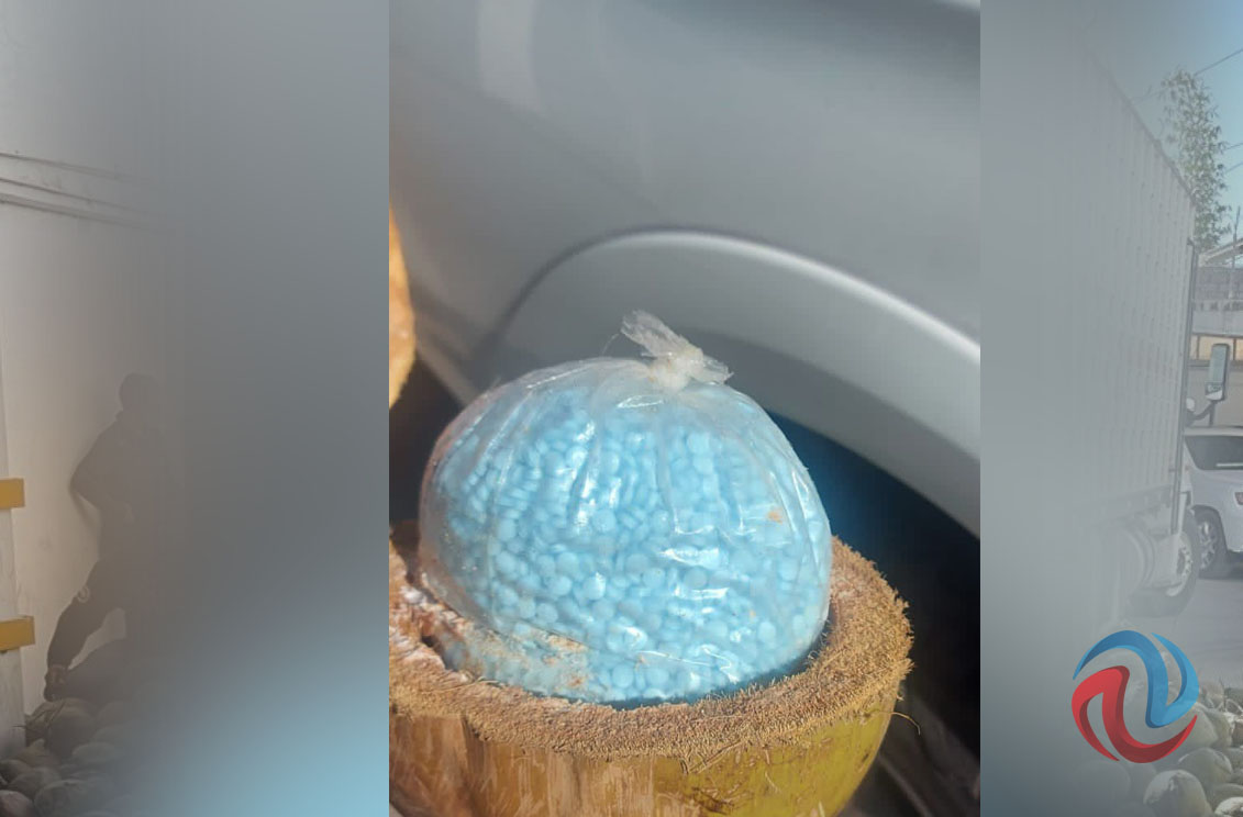 Decomisan 300 kilos de fentanilo oculto en cocos