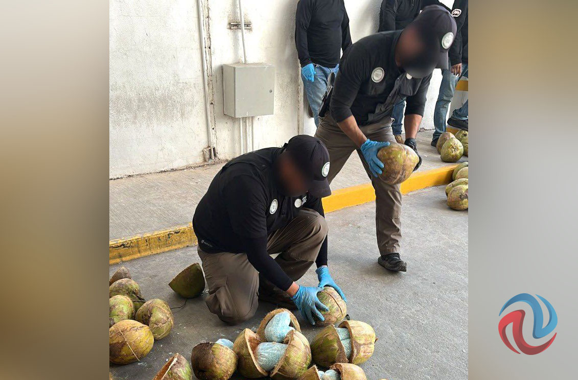 Decomisan 300 kilos de fentanilo oculto en cocos