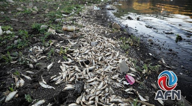 Persiste contaminación por peces muertos en la presa