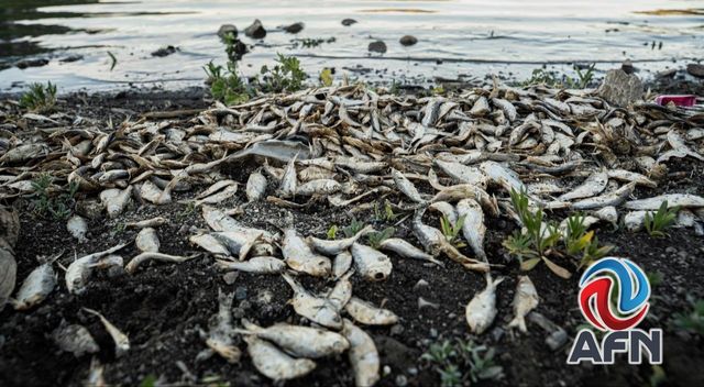 Persiste contaminación por peces muertos en la presa