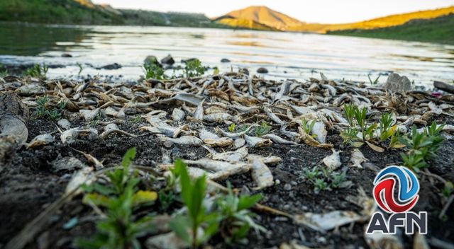 Persiste contaminación por peces muertos en la presa