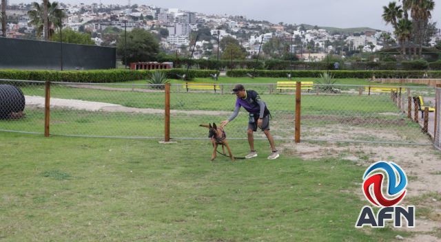 Certifican a cinco perros de zooterapia para programa altruista