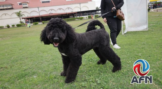 Certifican a cinco perros de zooterapia para programa altruista