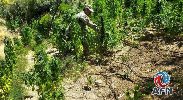 Destruye el Ejército ocho plantíos y tres secaderos de mariguana en Ensenada