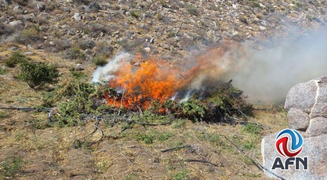 Destruye el Ejército ocho plantíos y tres secaderos de mariguana en Ensenada