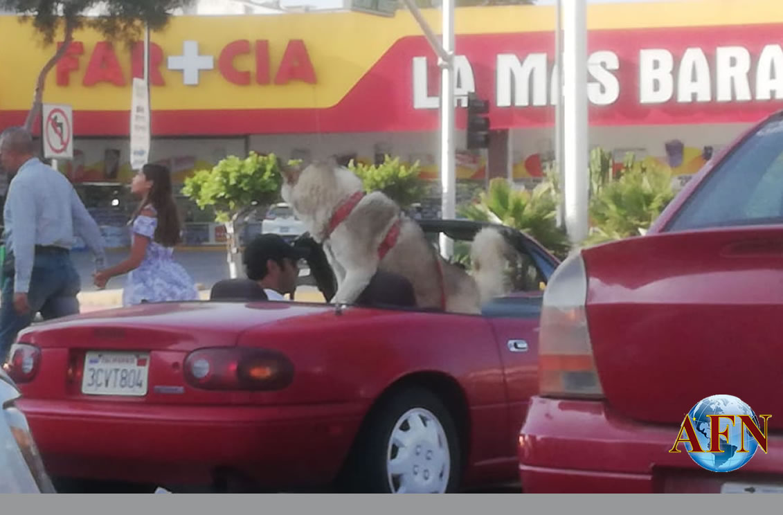 Quieren vida de perros