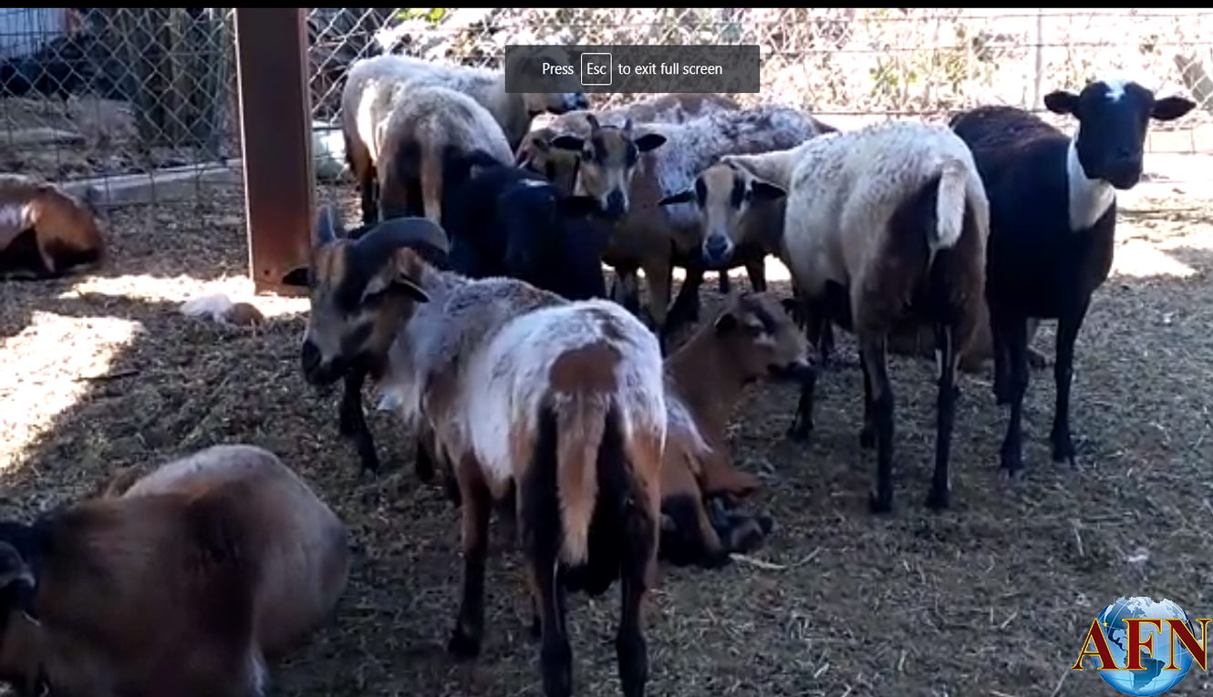 Realizan proyecto de Granja Didáctica