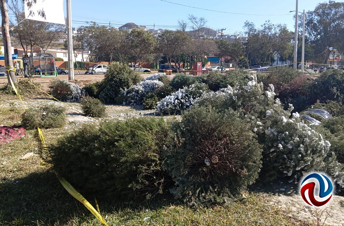 Inició campaña para reciclar los árboles navideños