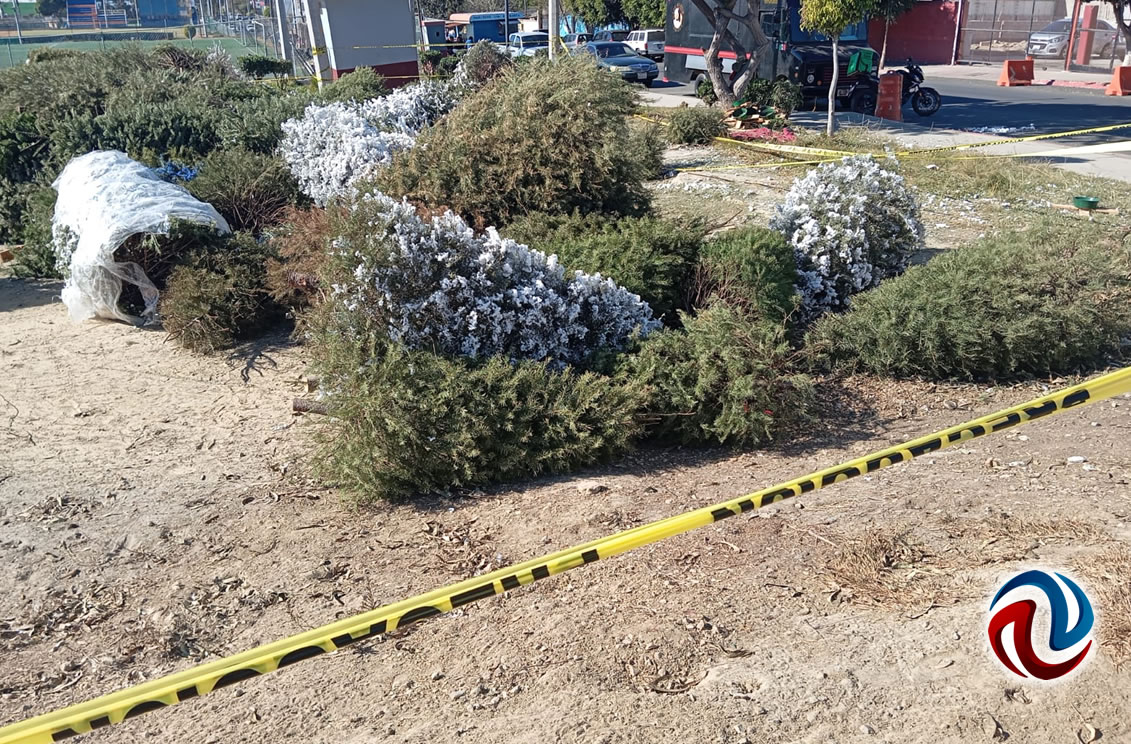 Inició campaña para reciclar los árboles navideños