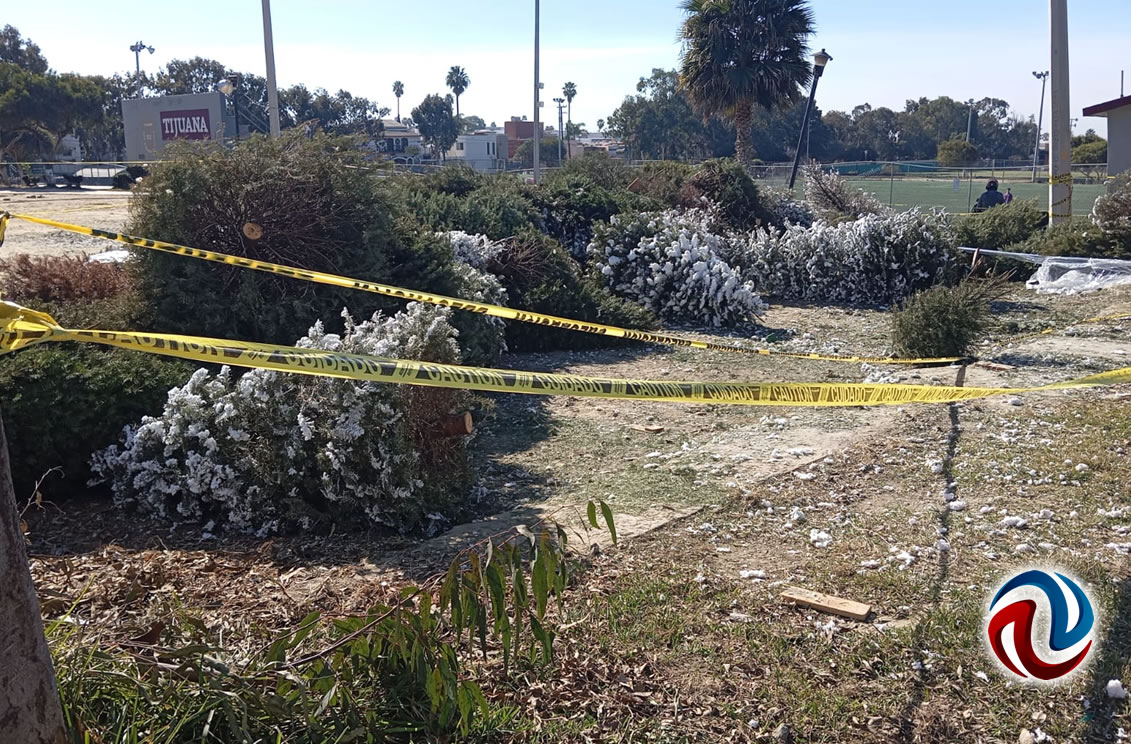 Inició campaña para reciclar los árboles navideños