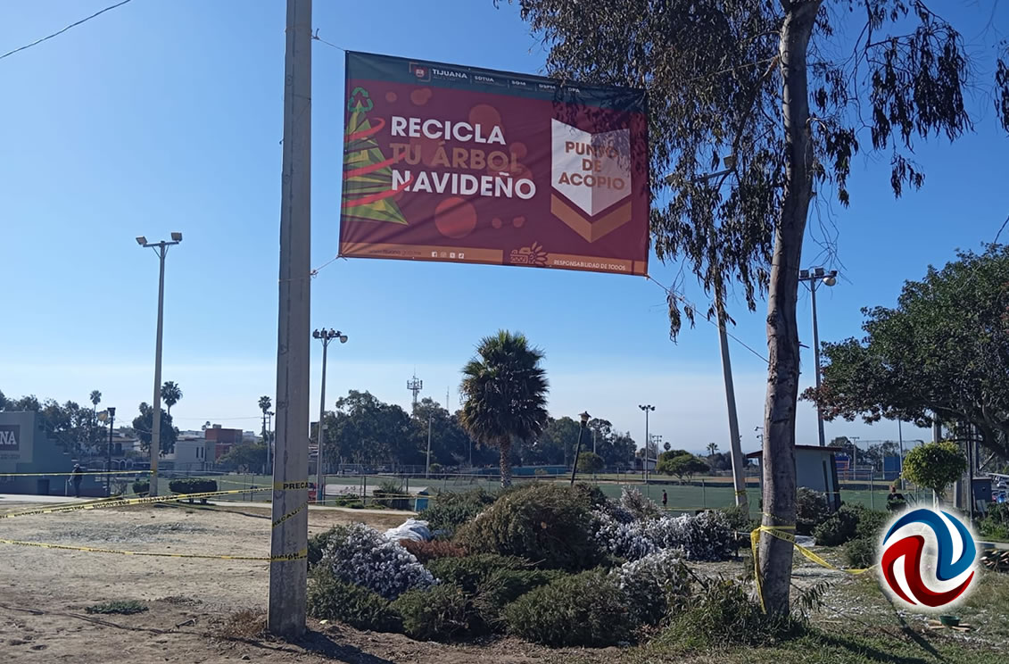 Inició campaña para reciclar los árboles navideños