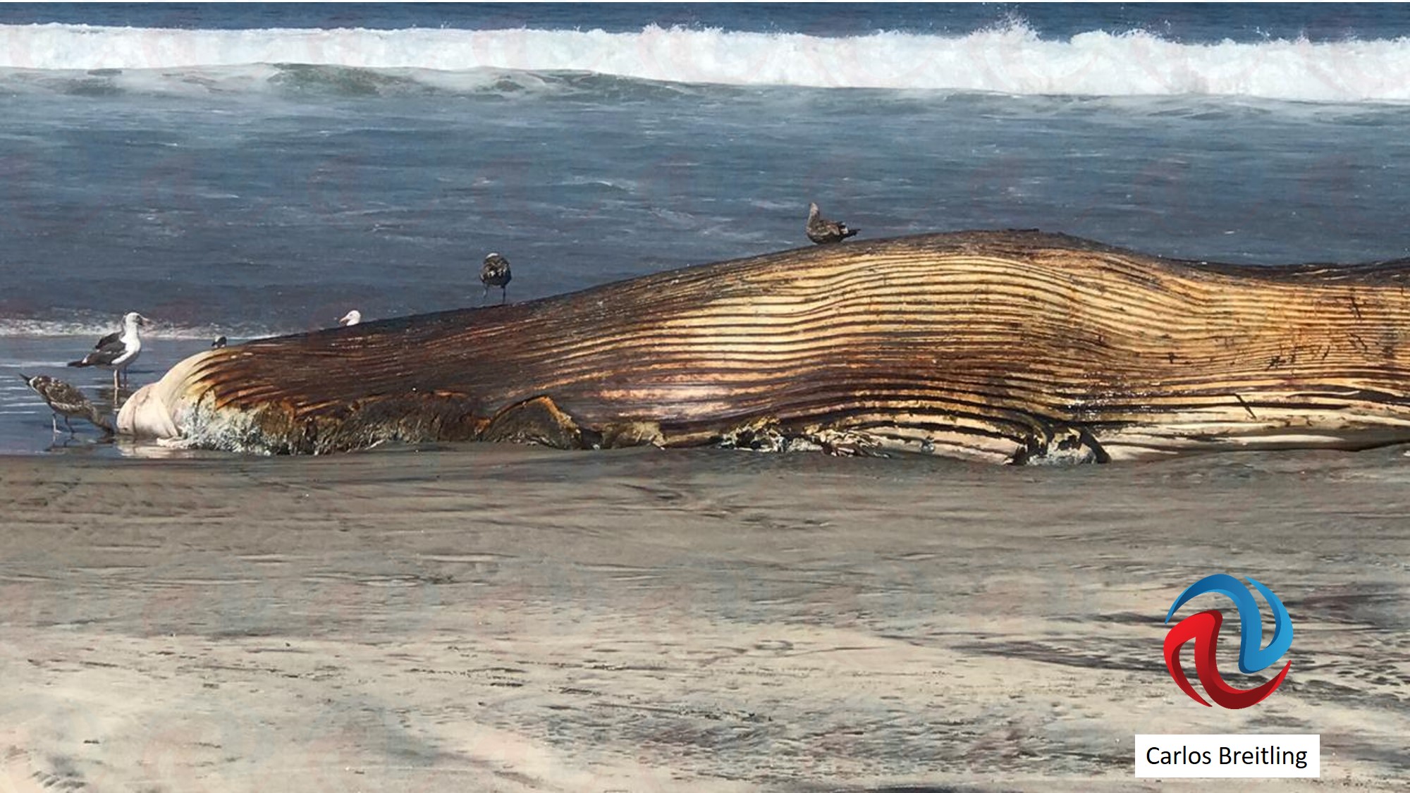 Otra ballena varada en Rosarito