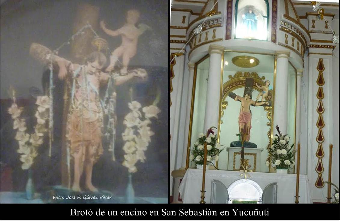 Brotó de un encino en San Sebastián en Yucuñuti