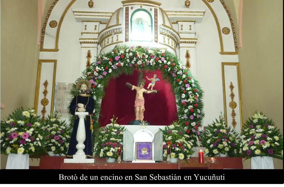 Brotó de un encino en San Sebastián en Yucuñuti