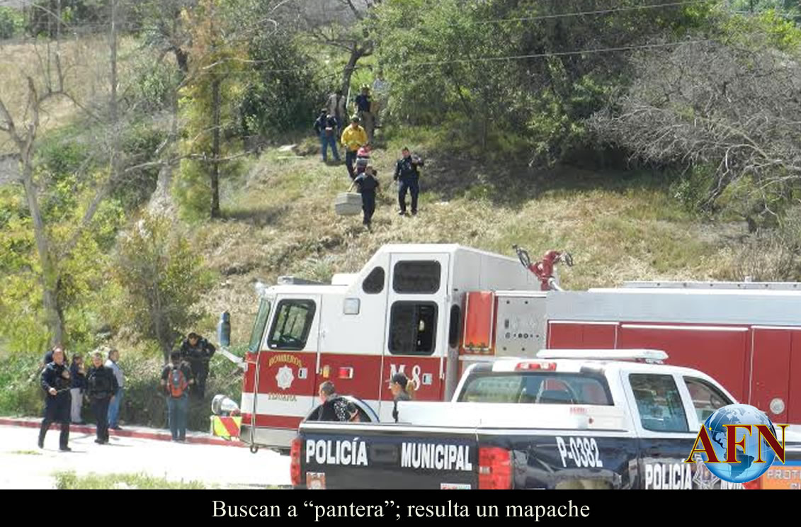 Buscaban a pantera, podría ser mapache