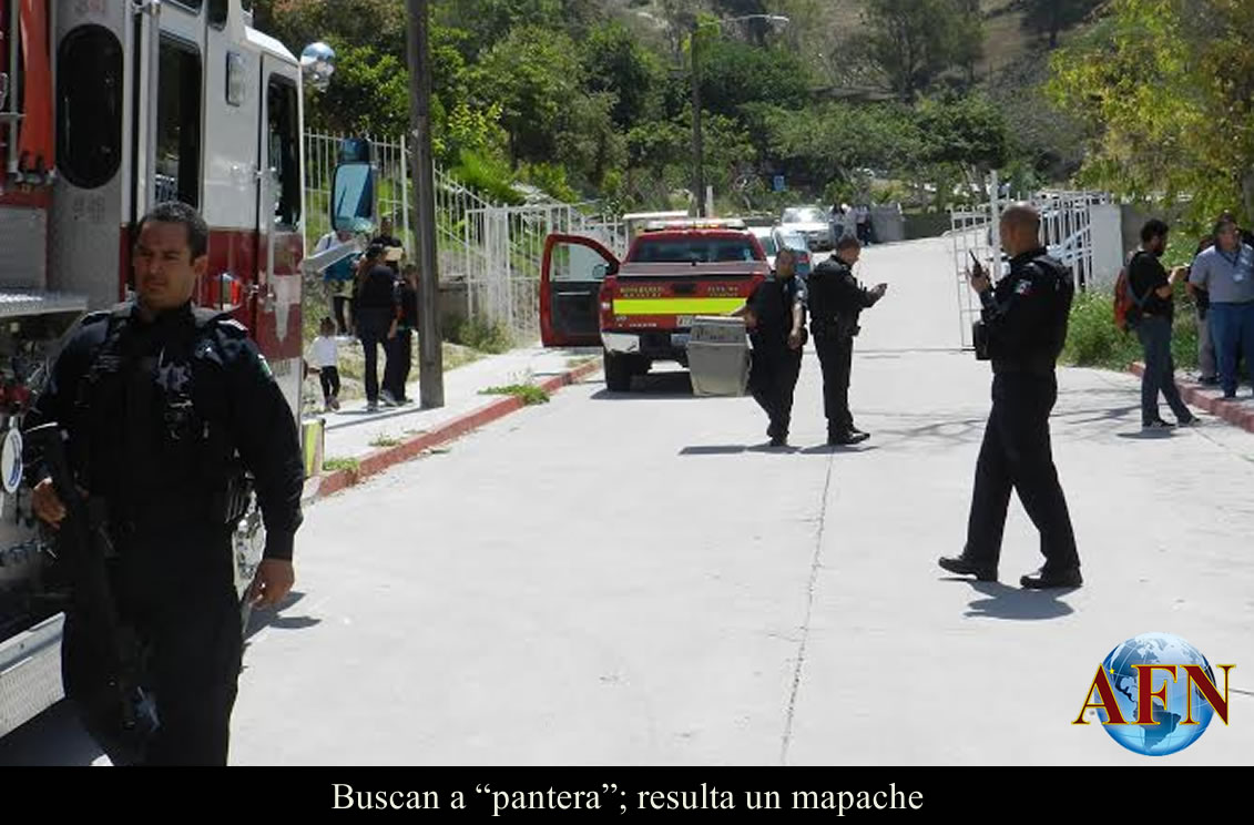 Buscaban a pantera, podría ser mapache