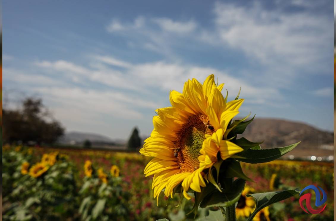 Acuden cientos a los campos de cempasúchil en Tijuana