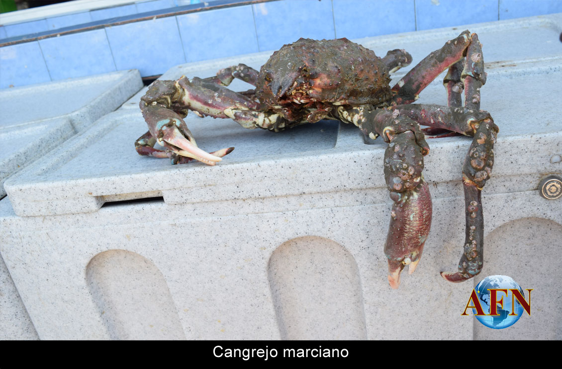 Popotla, entre el  pescado zarandeado y el cangrejo marciano