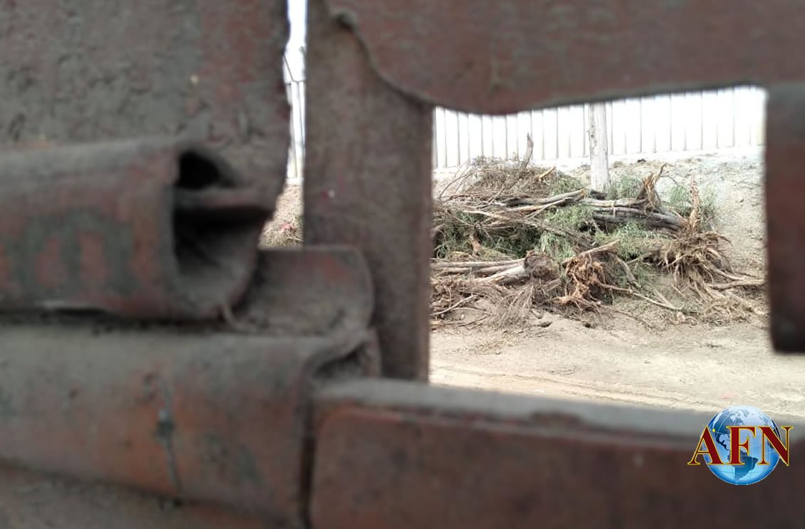 Árboles son de México pero deben retirarse: CILA