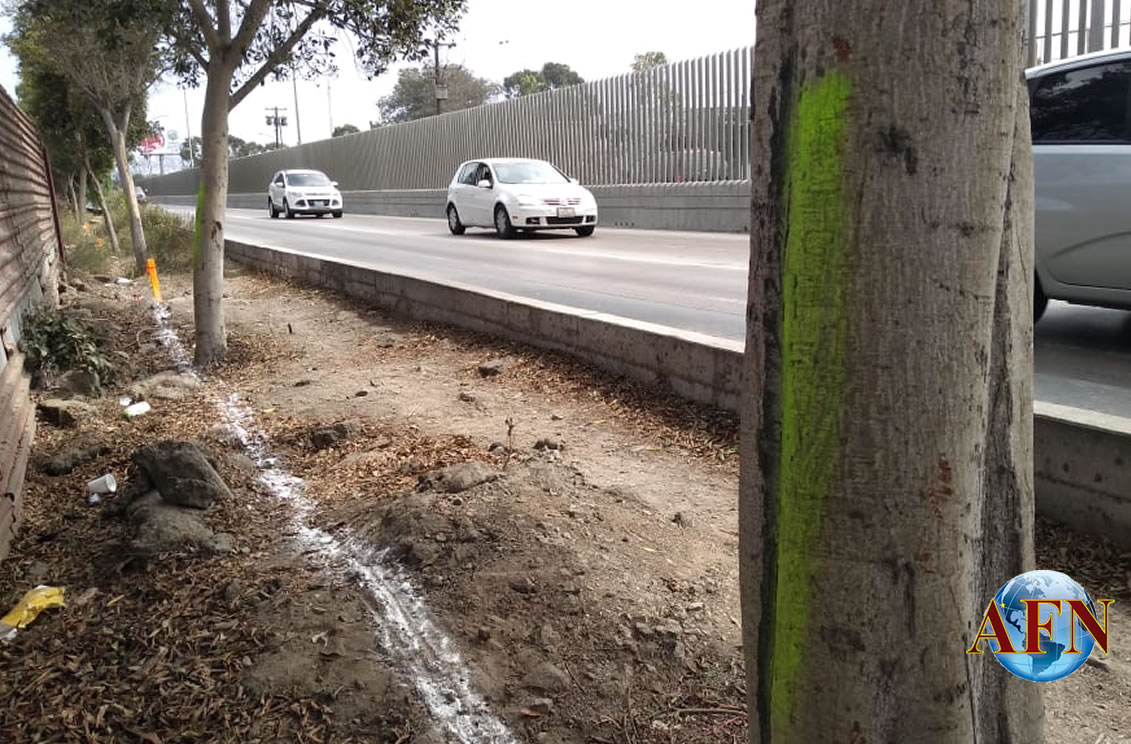 Árboles son de México pero deben retirarse: CILA