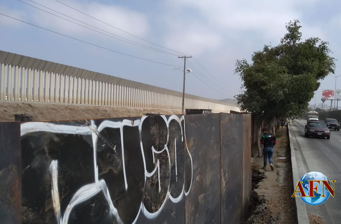 Árboles son de México pero deben retirarse: CILA