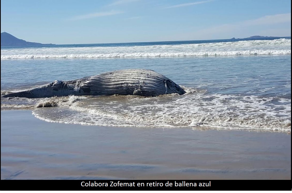 Ballenato quedó varado en playa