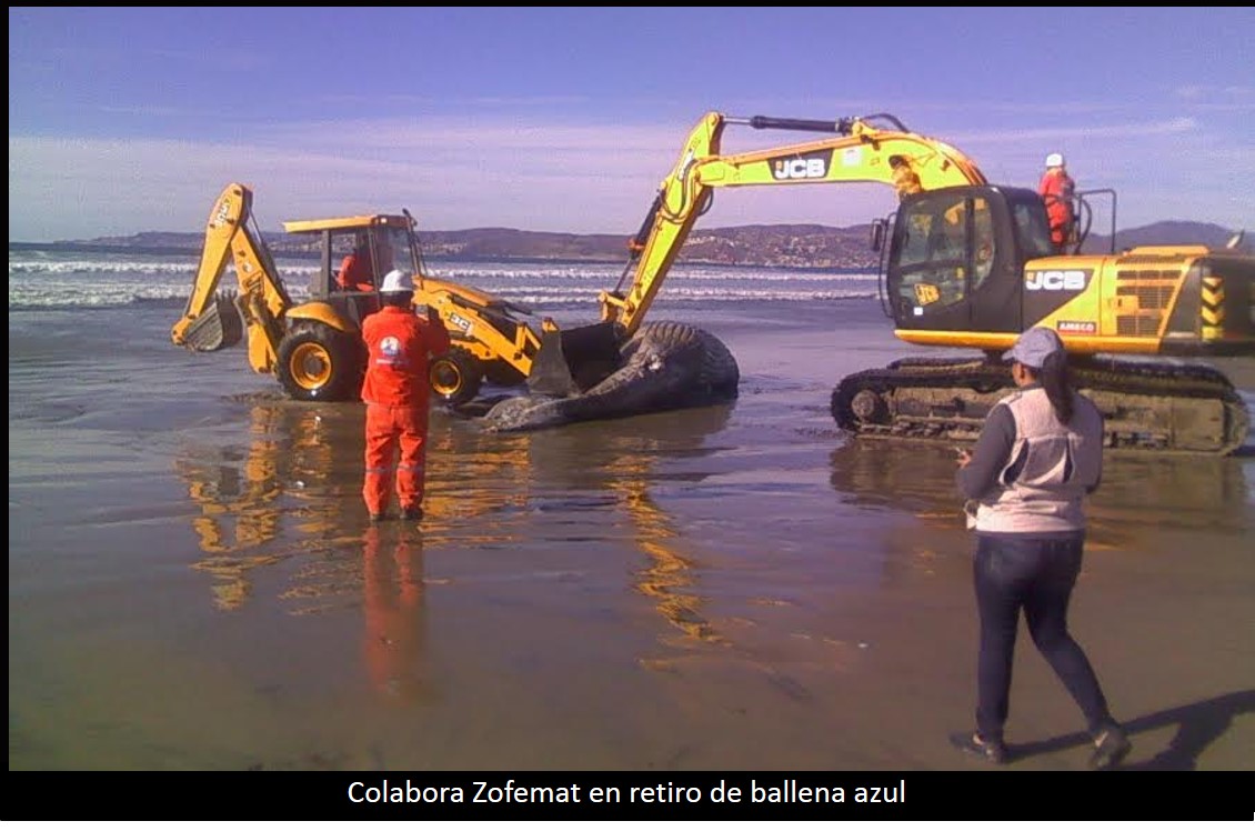 Ballenato quedó varado en playa