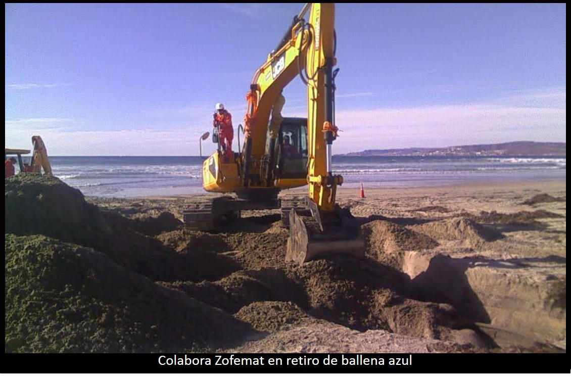 Ballenato quedó varado en playa