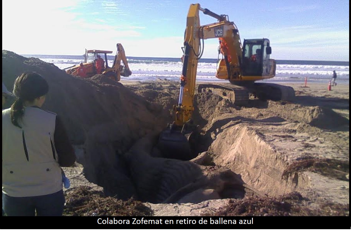 Ballenato quedó varado en playa