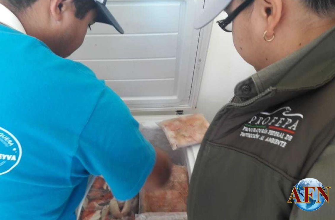 Decomisan almeja en pescadería