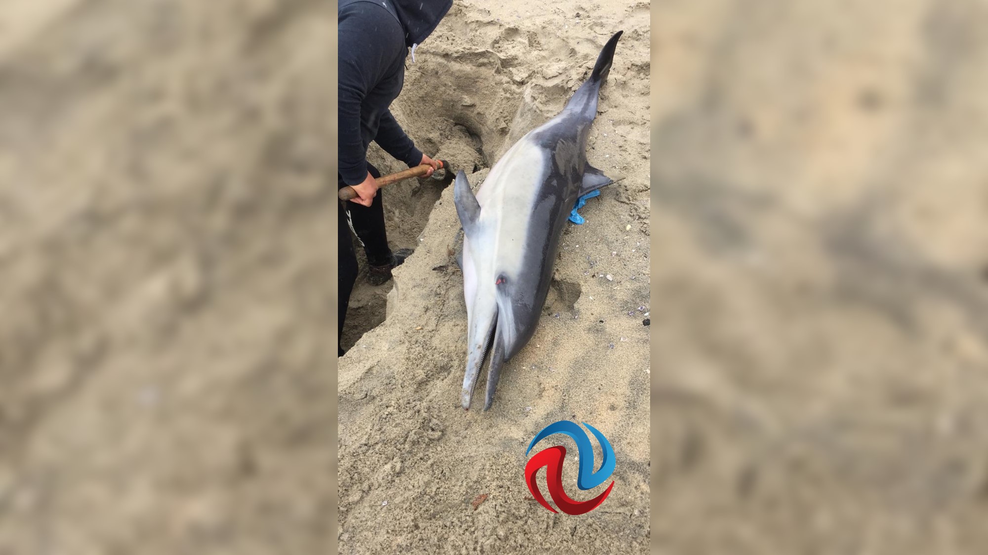 Hallan delfín varado en Playas de Tijuana