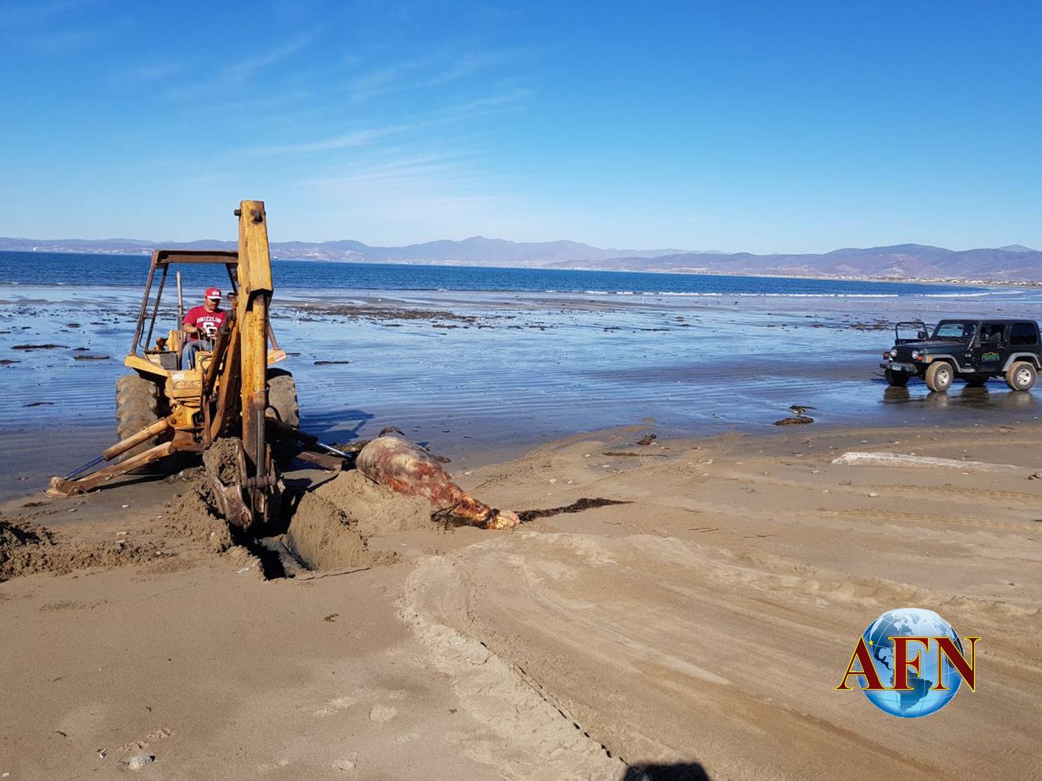 Localizan dos delfines muertos 