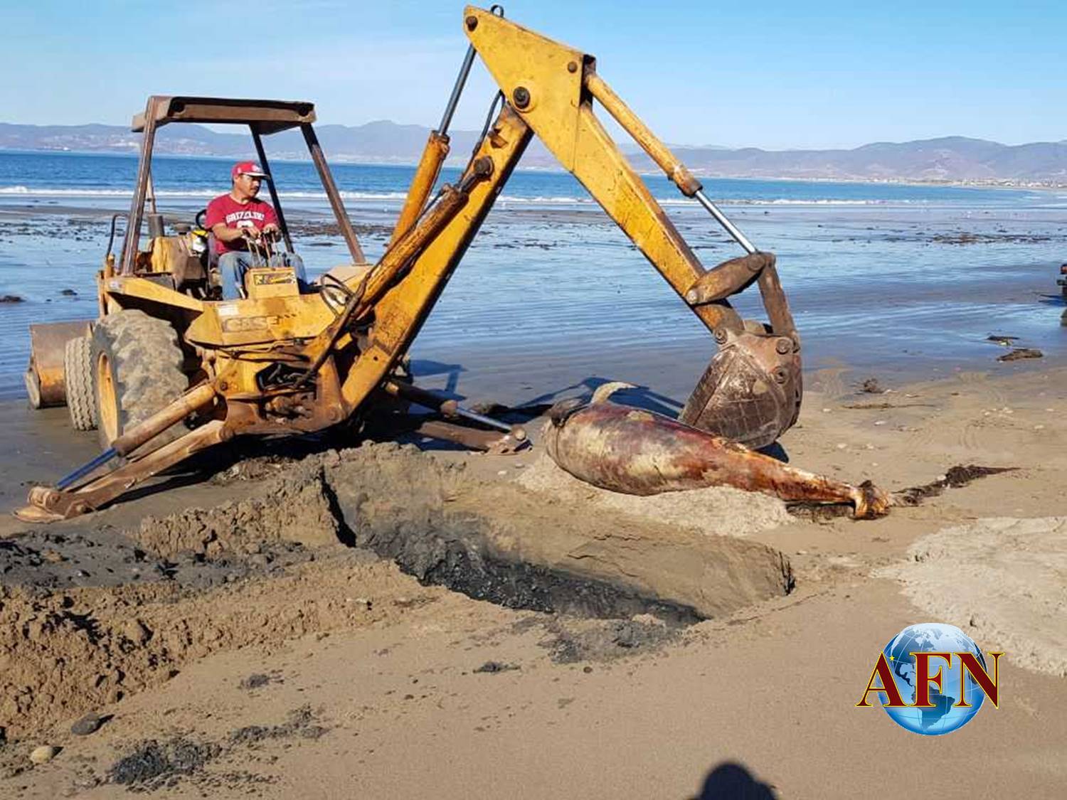 Localizan dos delfines muertos 