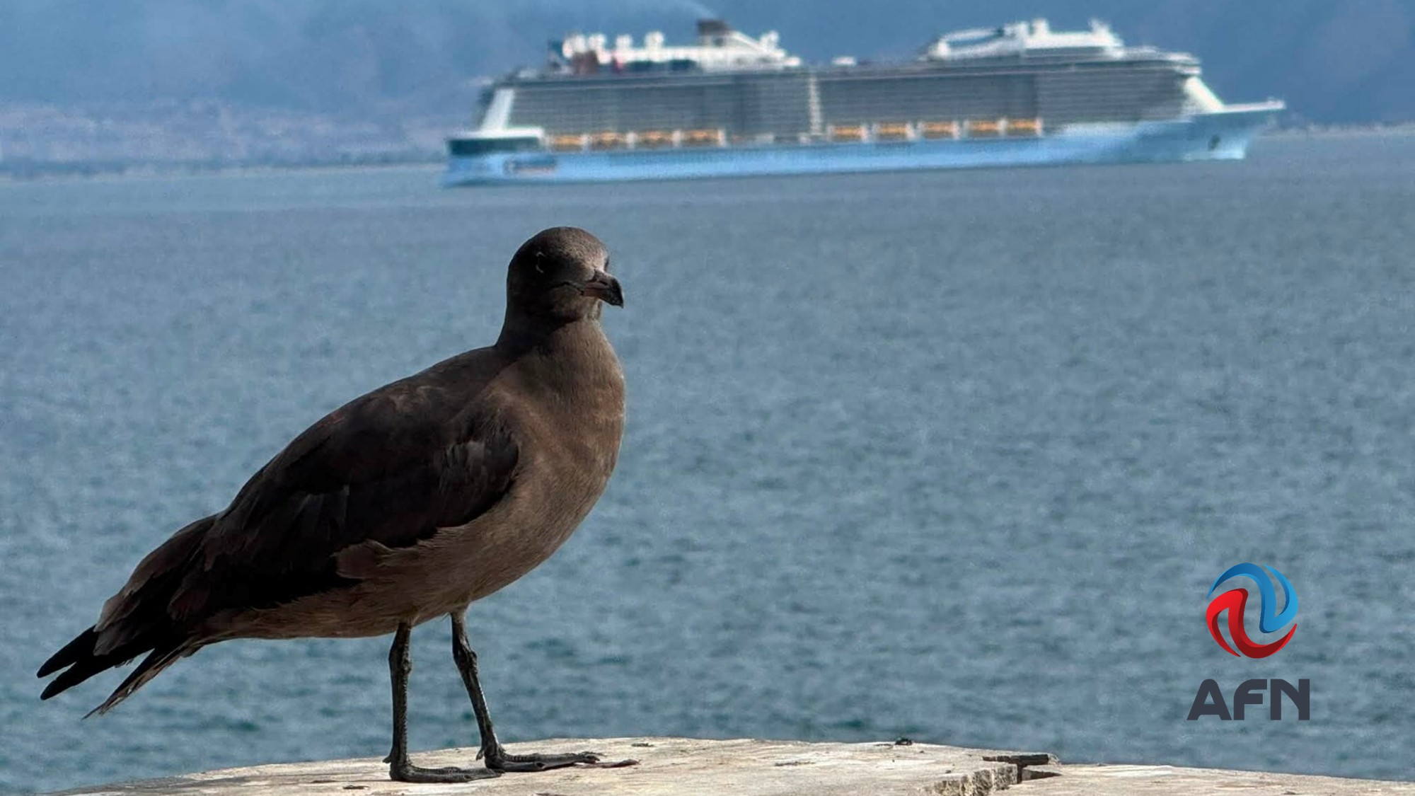 El Mosquito cara deprimente de Ensenada