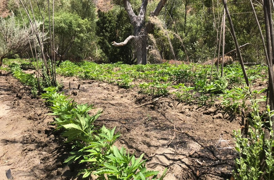 Destruyen plantíos de mariguana en Valle de la Trinidad