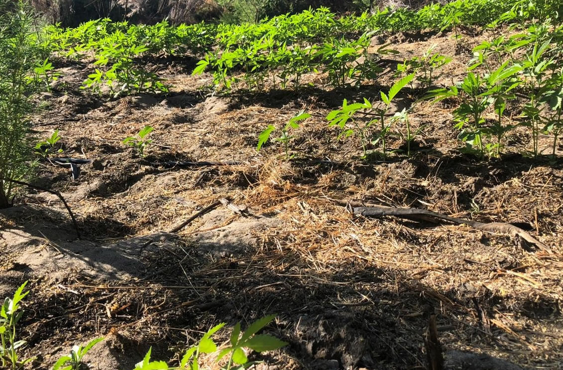 Destruyen plantíos de mariguana en Valle de la Trinidad