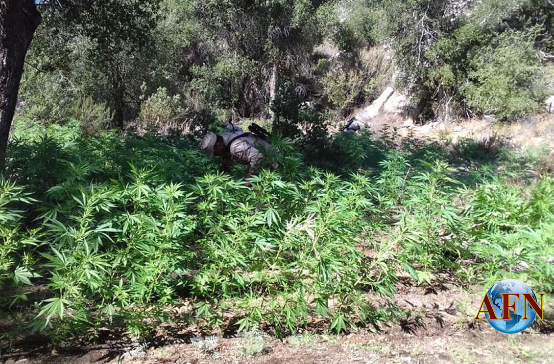Destruyen narcoplantíos en Ensenada