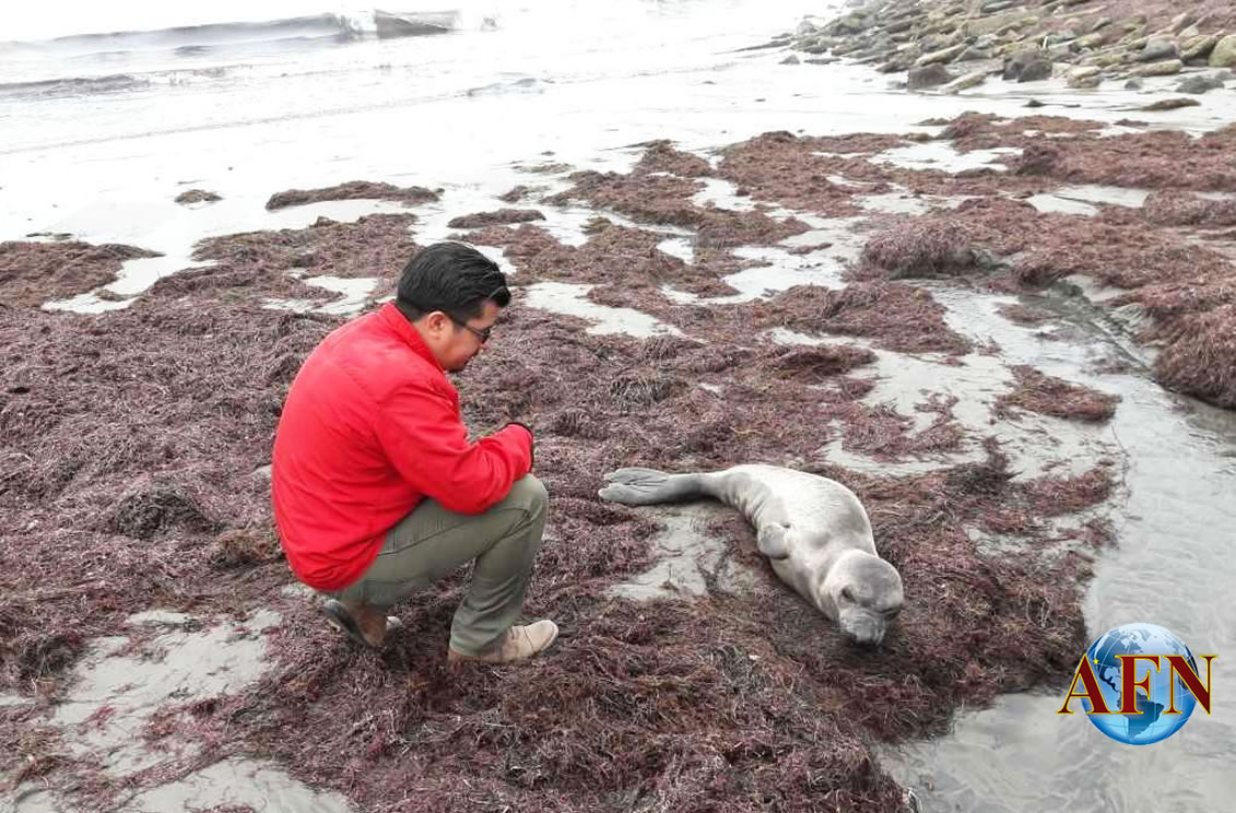 Atienden elefante marino varado