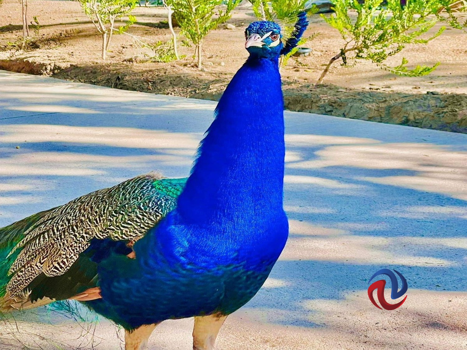 Cumple SIMPATT su 23 Aniversario 