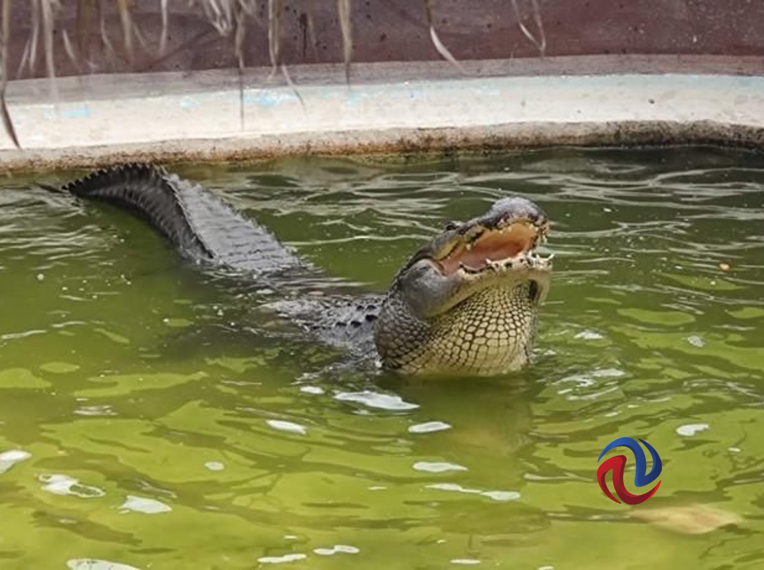 Cumple SIMPATT su 23 Aniversario 