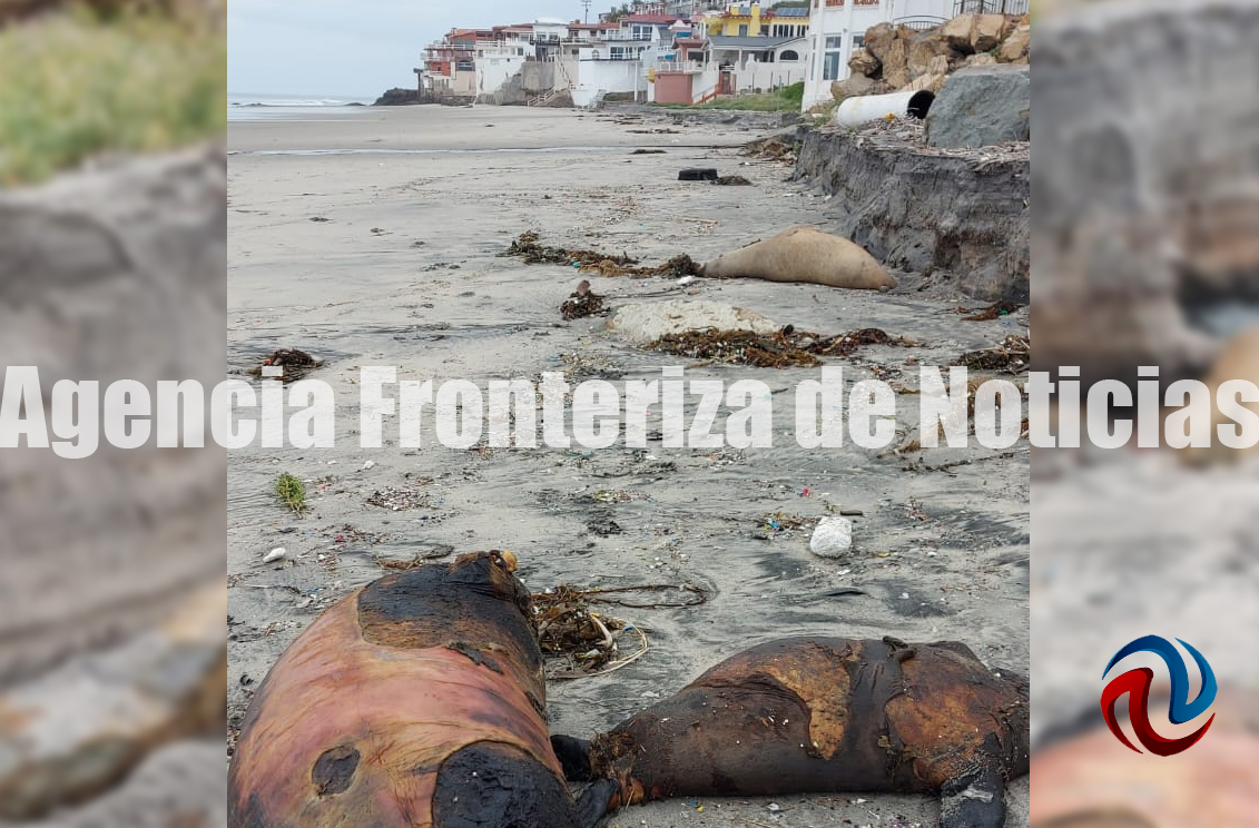 Denuncian matanza de focas en Playas de Tijuana, exigen atención de autoridades