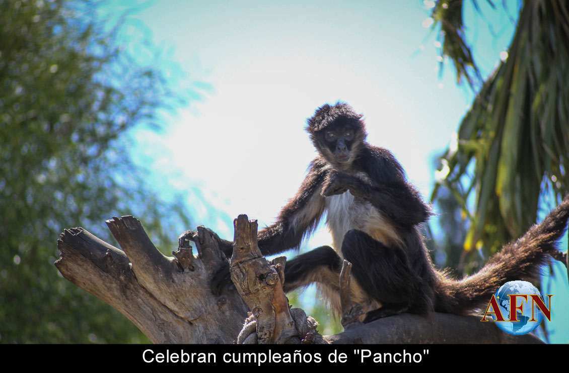 Celebran cumpleaños de Pancho