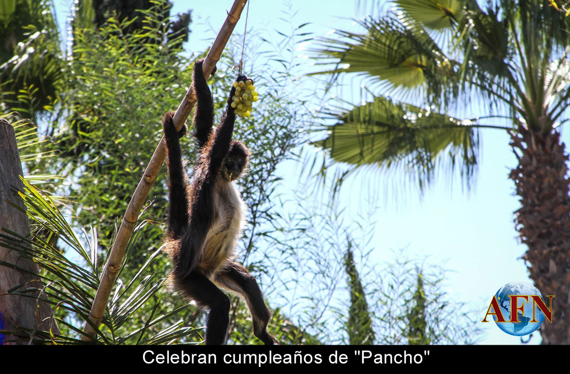 Celebran cumpleaños de Pancho