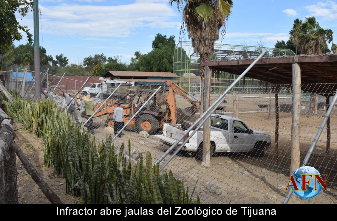 Infractor abre jaulas del Zoológico de Tijuana 