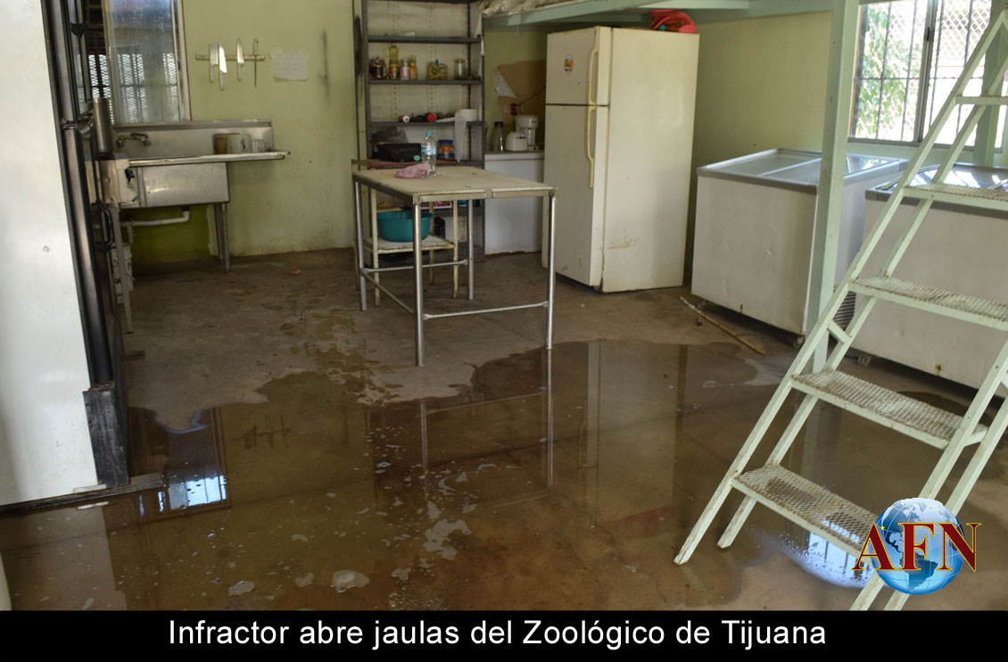 Infractor abre jaulas del Zoológico de Tijuana 