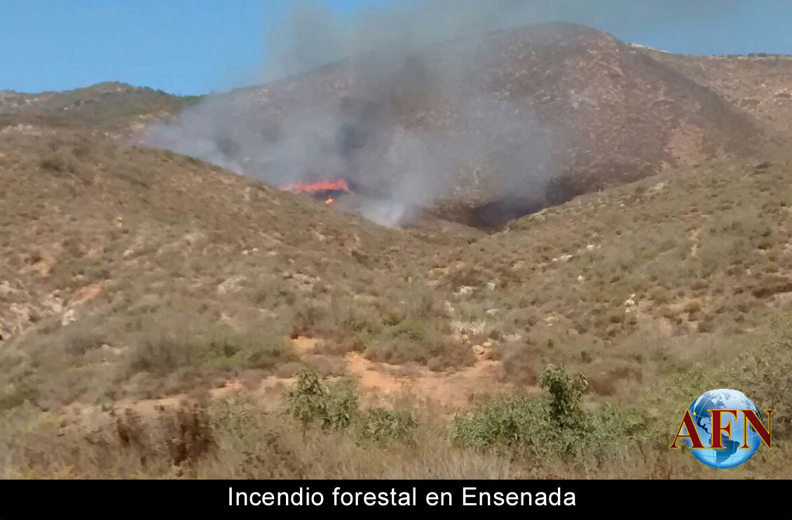 Sofocaron incendio forestal en Ensenada