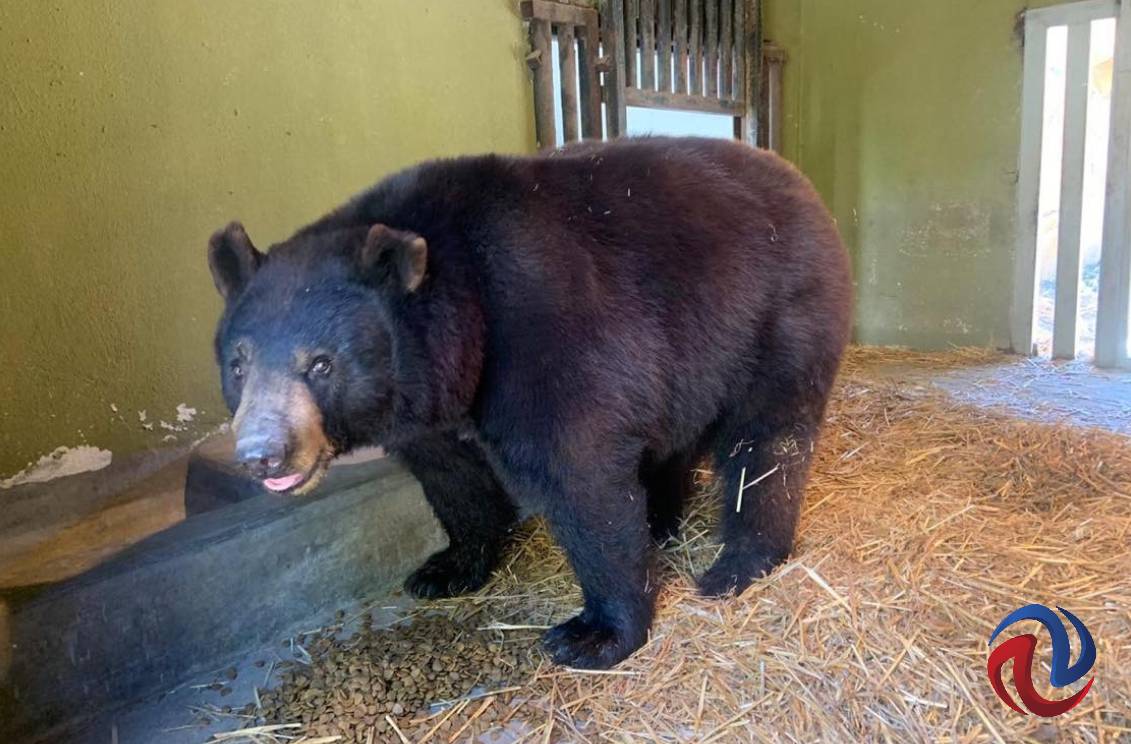 Continuarán la atención postquirúrgica a los osos Koda y Yogui