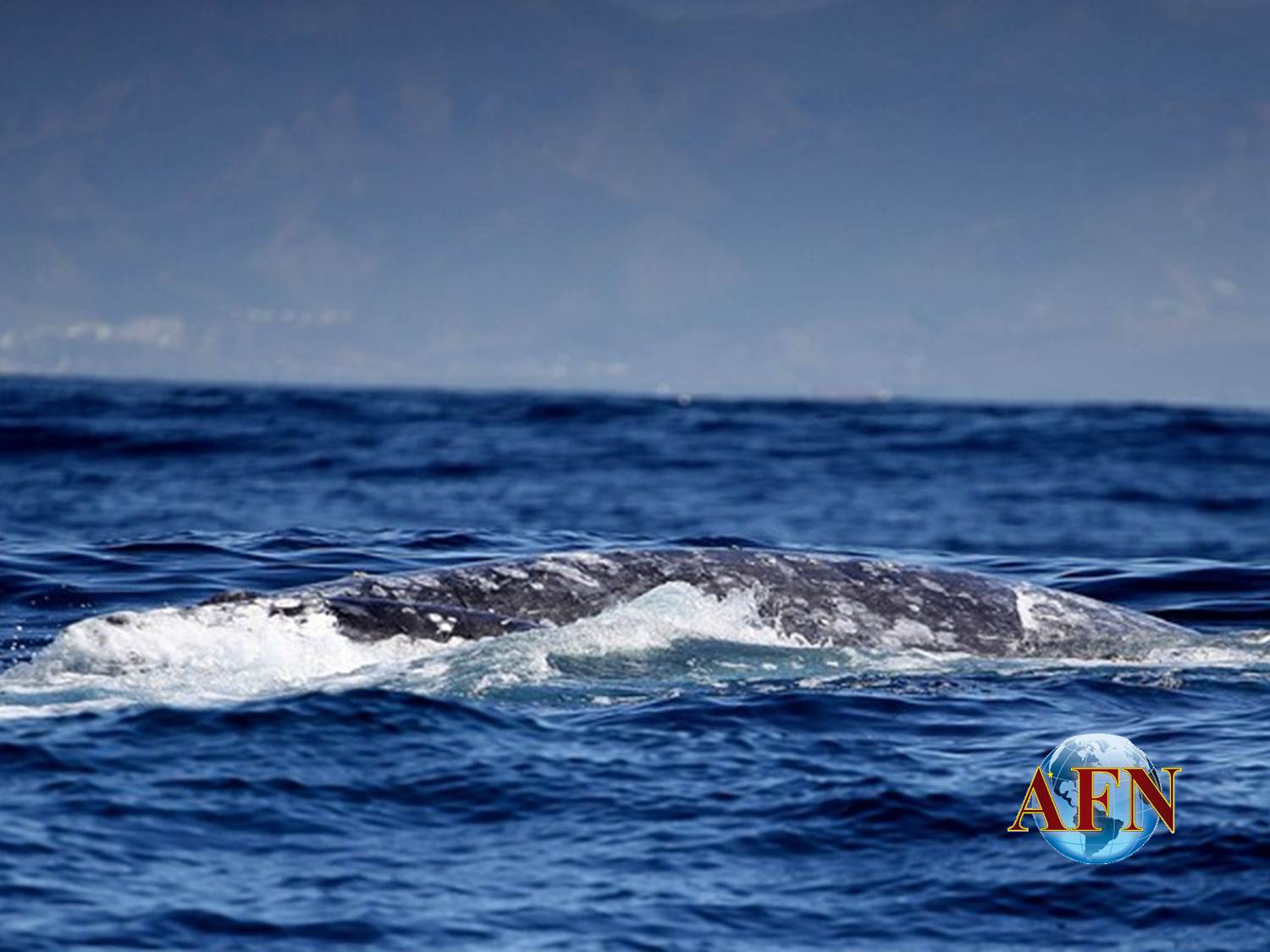 Las ballenas grises están en Ensenada