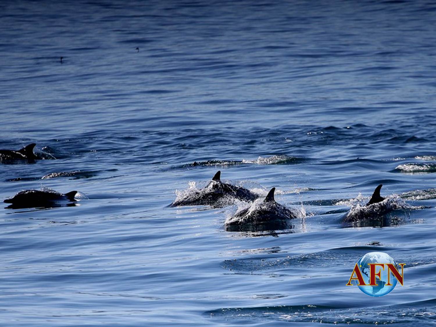 Las ballenas grises están en Ensenada