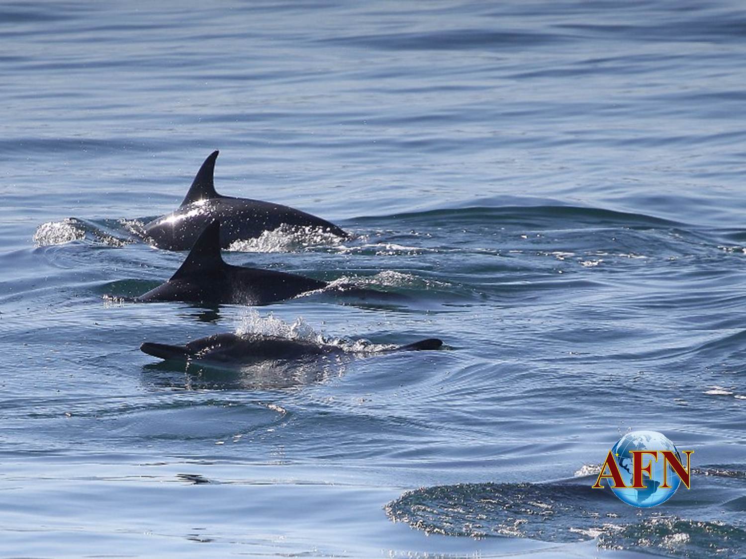 Las ballenas grises están en Ensenada